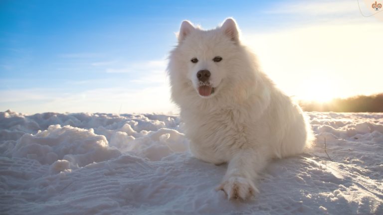Samojede liegt im Schnee