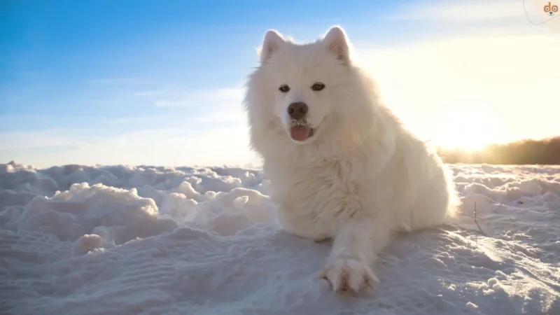 Deinen Hund im Winter gesund und munter halten