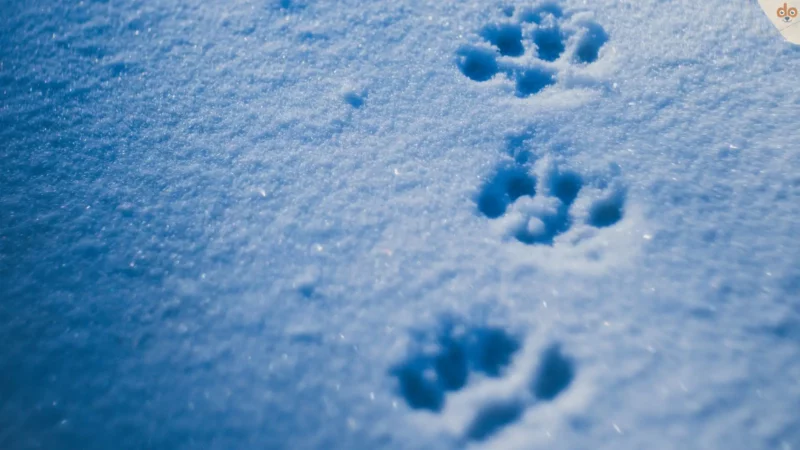Winterzeit: Die spezielle Pfotenpflege für Hunde