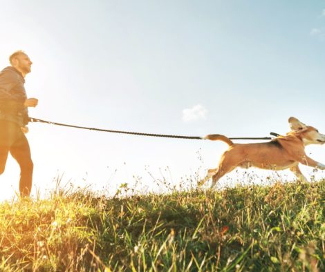 Jogging mit Hund Beagle - Canicross