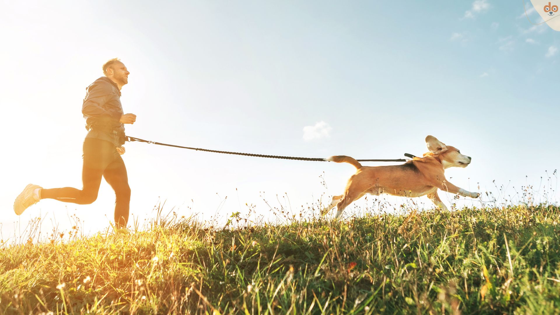 Jogging mit Hund Beagle - Canicross