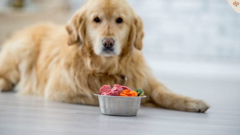 Alter Hund frisst nicht, liegt vor Napf