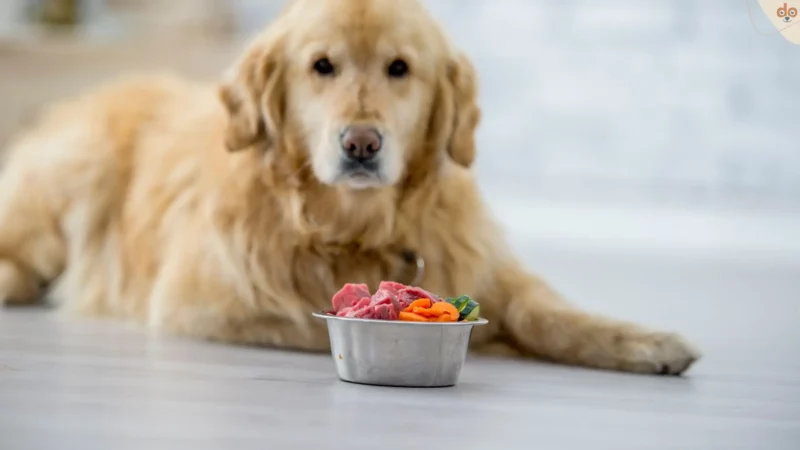 Die Ernährung alter Hunde – veränderter Stoffwechsel erfordert Anpassung