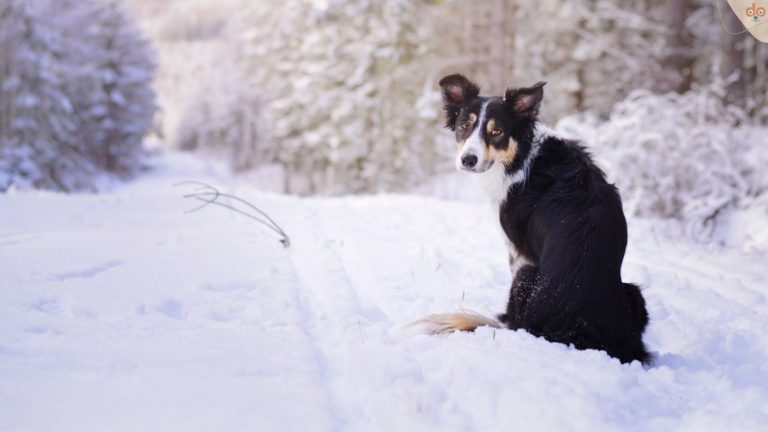 Hund sitzt auf einem Schweeweg im Wald und schaut zurück