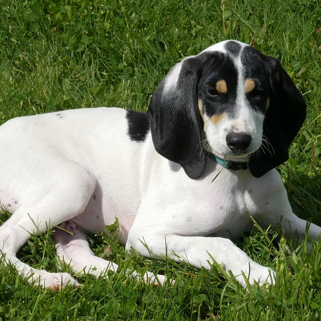 Ariége Laufhund