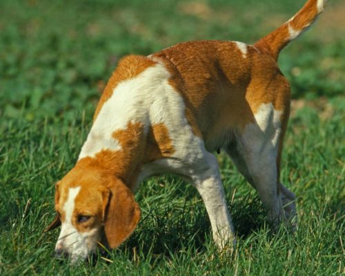 Mittelgrosser Anglo-Französischer Laufhund