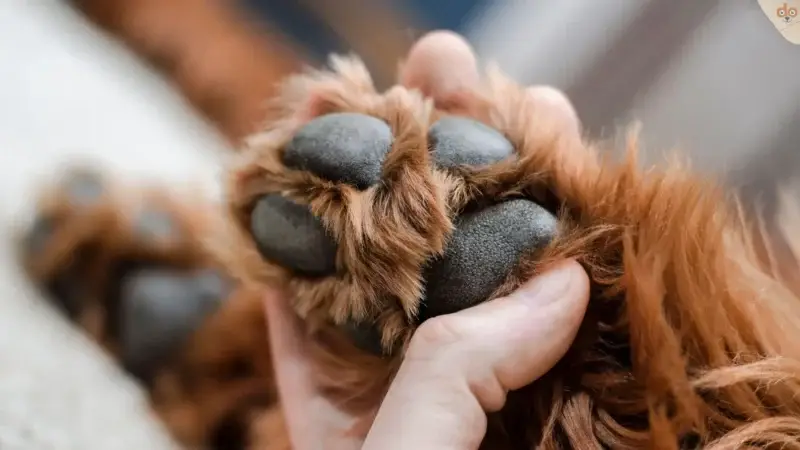 Faktencheck: So schwitzen Hunde