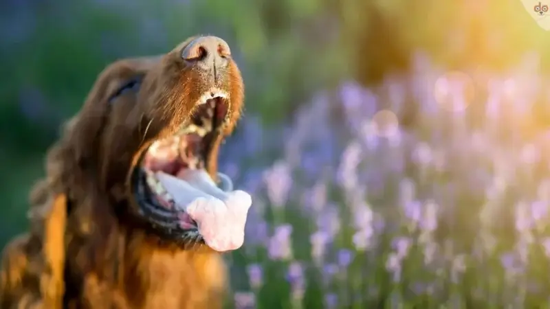 Ist Hundespeichel unhygienisch?