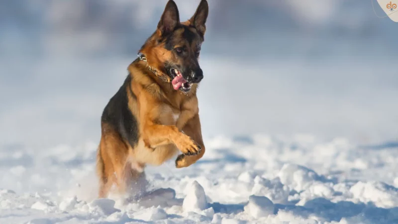 Winterfreuden: Hunde im Schnee