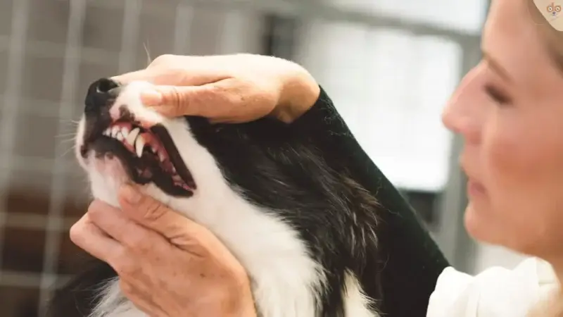 Häufige Hundekrankheiten: Faktenübersicht zur Zahnfleischentzündung