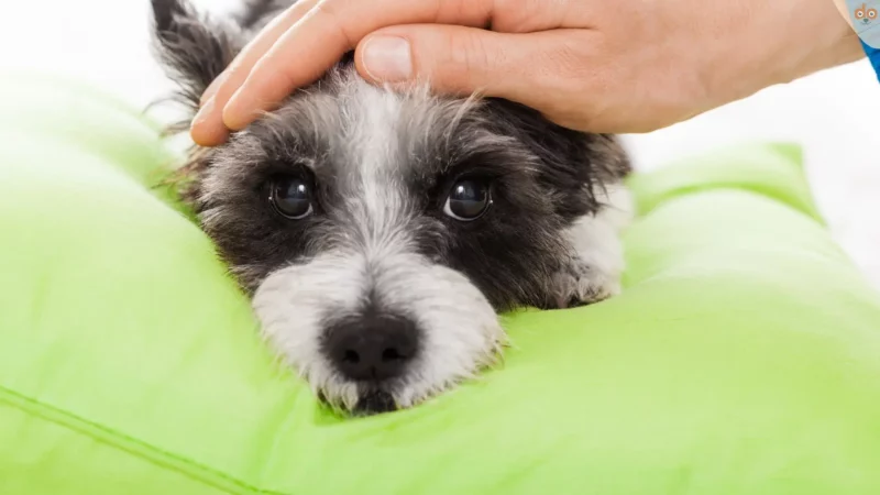 Mögliche Ursachen und Abhilfe, wenn der Hund zittert
