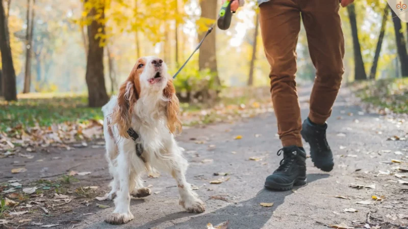 Unerzogene Hunde: Trend unserer Zeit