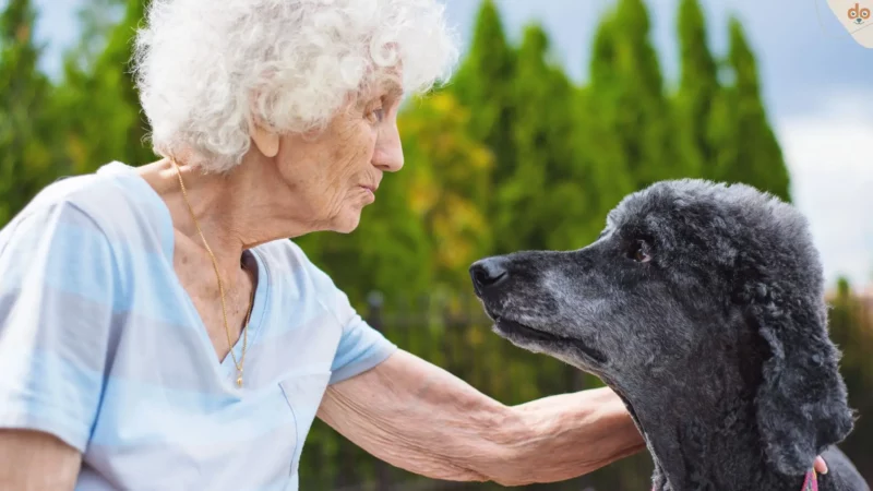 Seniorenhund füttern: Ernährung für alte Hunde