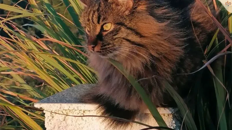 Unverdaute Gefühle (IBS). Wie eine Katzengeschichte  Hunden helfen kann