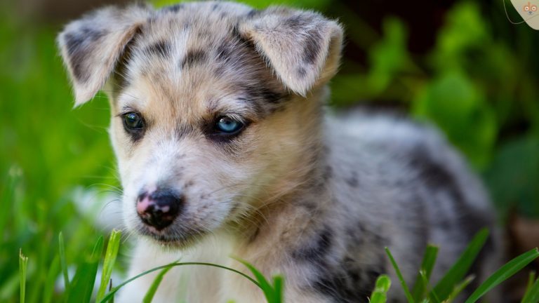 Dilute Gen beim Hund