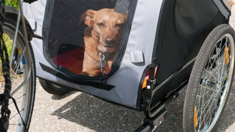 Hund in wenigen Schritten an Fahrradanhänger gewöhnen