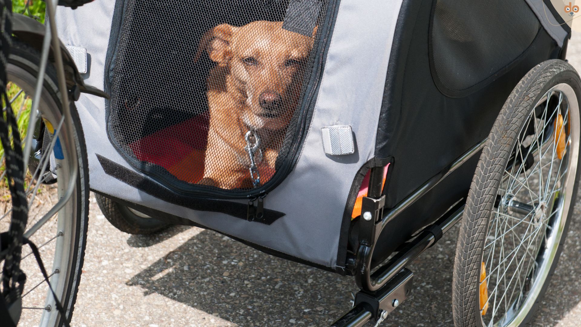 Hund in Fahrradanhänger entspannt