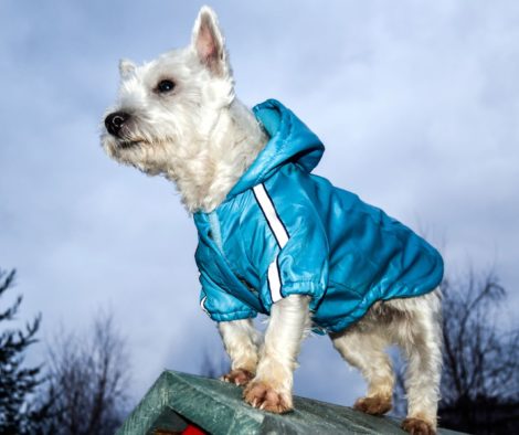 Hunderegenmantel mit Reflektoren-Streifen