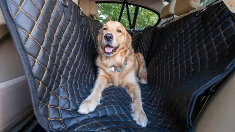 Hund auf Matte von Rückbank im Auto