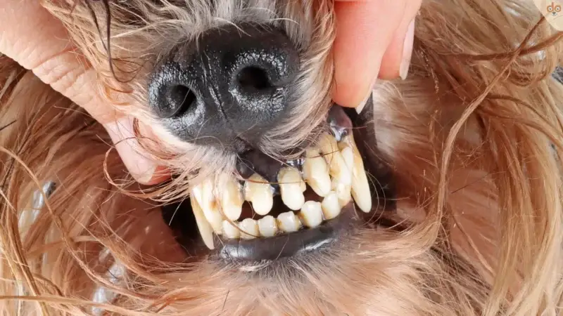 Zahnstein beim Hund: Entstehung, Vorbeugung und Behandlung