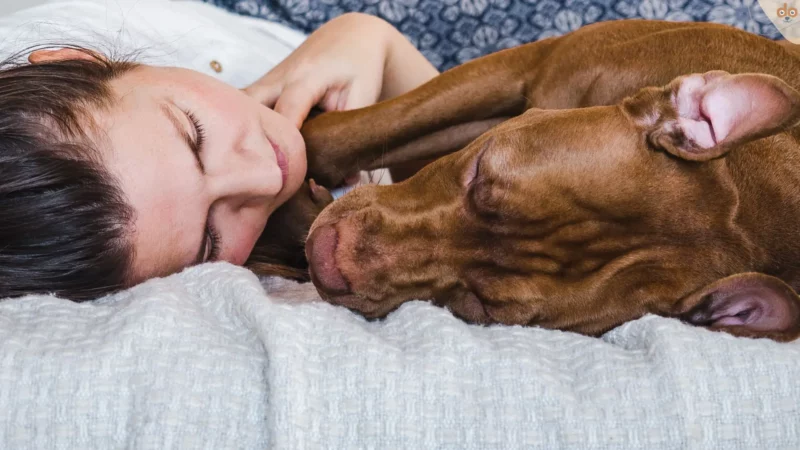 Beziehungskiller für die Mensch-Hund-Bindung