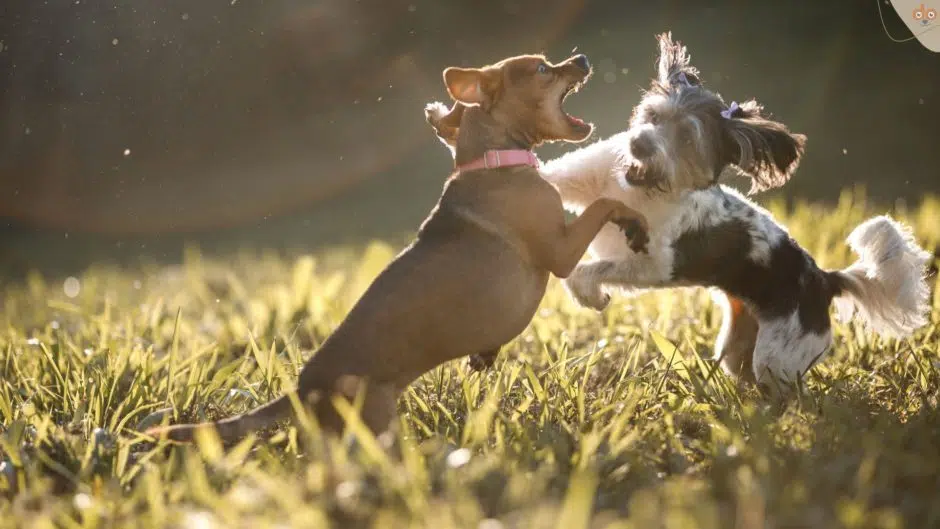 Kleine Hunde kämpfen gegeneinander und beissen