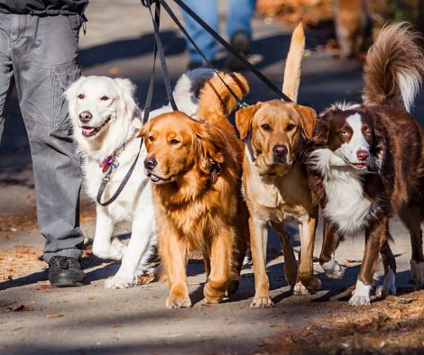 Mit mehreren Hunden gleichzeitig laufen
