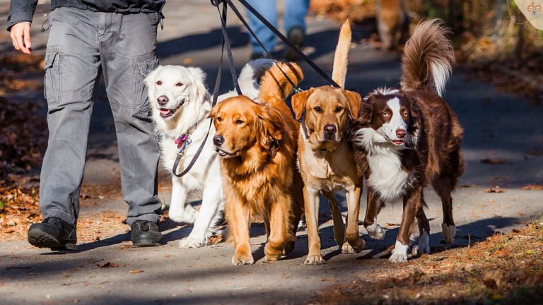 Mit mehreren Hunden gleichzeitig laufen