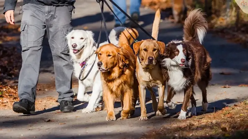 Die Freuden und Herausforderungen der Mehrhundehaltung