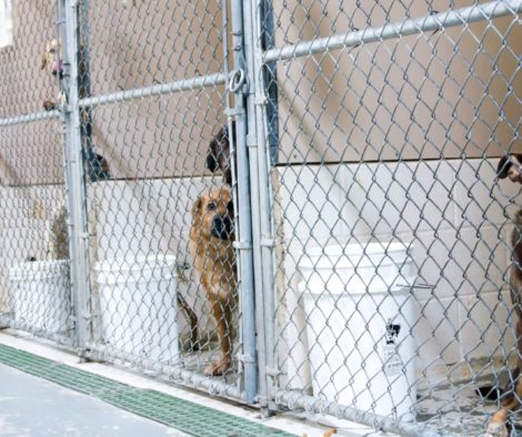 Hunde in Zwingern, Tierheim, Heim