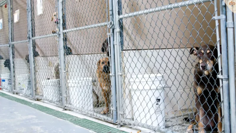 Vor- und Nachteile bei der Unterbringung in einer Hundepension