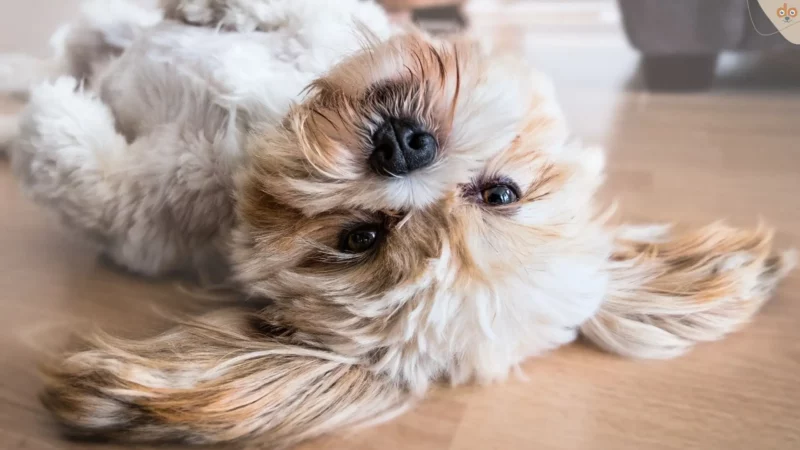 Faktenübersicht: Ohnmacht (Synkope) beim Hund