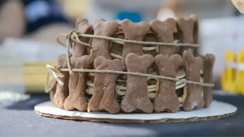 Wenn Hundehalter Geburtstag feiern: Geschenkideen