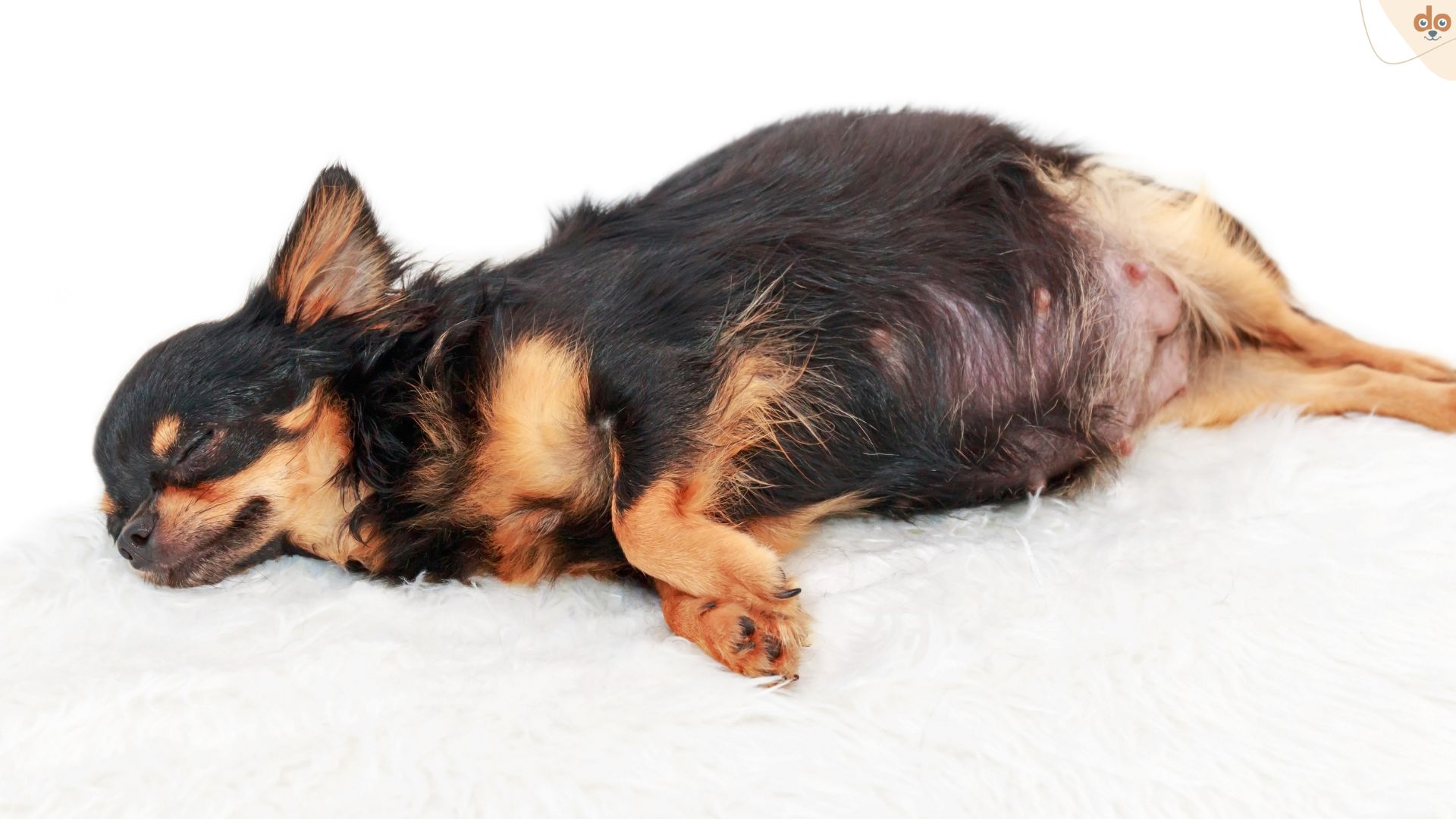 Chihuahua schwanger schläft