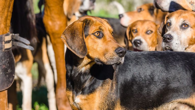 Gruppe aufmerksamer Jagdhunde