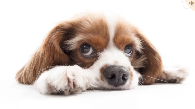Faktenübersicht: Mastitis (entzündete Milchdrüsen) bei Hunden