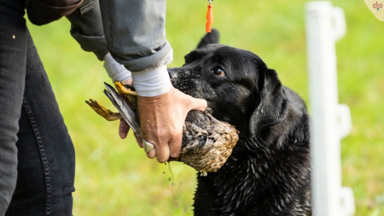 Apportierte Ente-Beute abgeben