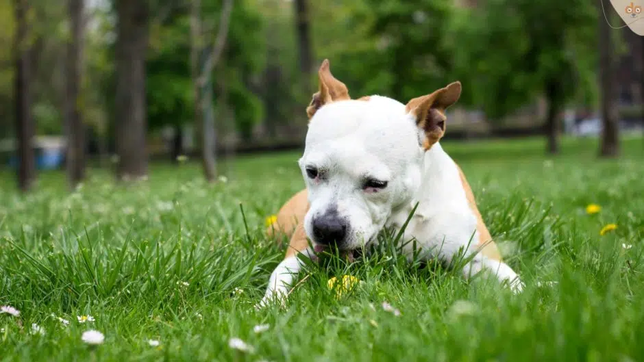 Hund frisst liegend Gras