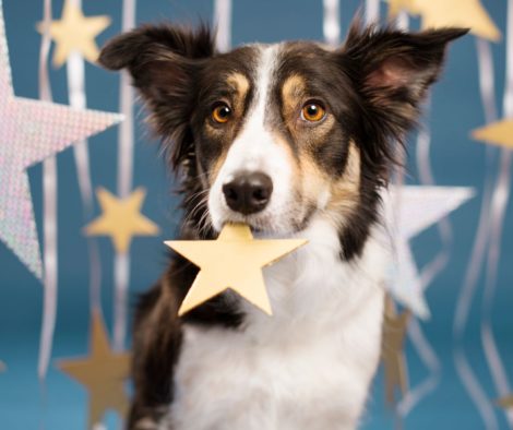 Hunde zwischen Sternen Star