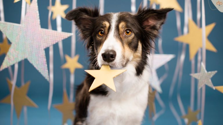 Hunde zwischen Sternen Star