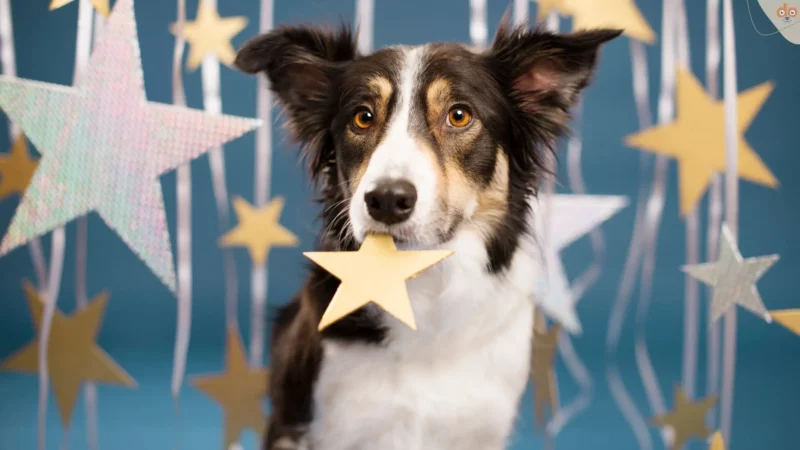 Rekordhalter auf vier Pfoten: Hunde Rekorde