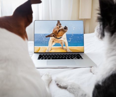 Hunde schauen Film auf Laptop