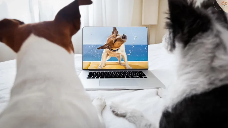 TV-Klassiker mit Wau-Faktor: Filme mit Hunden