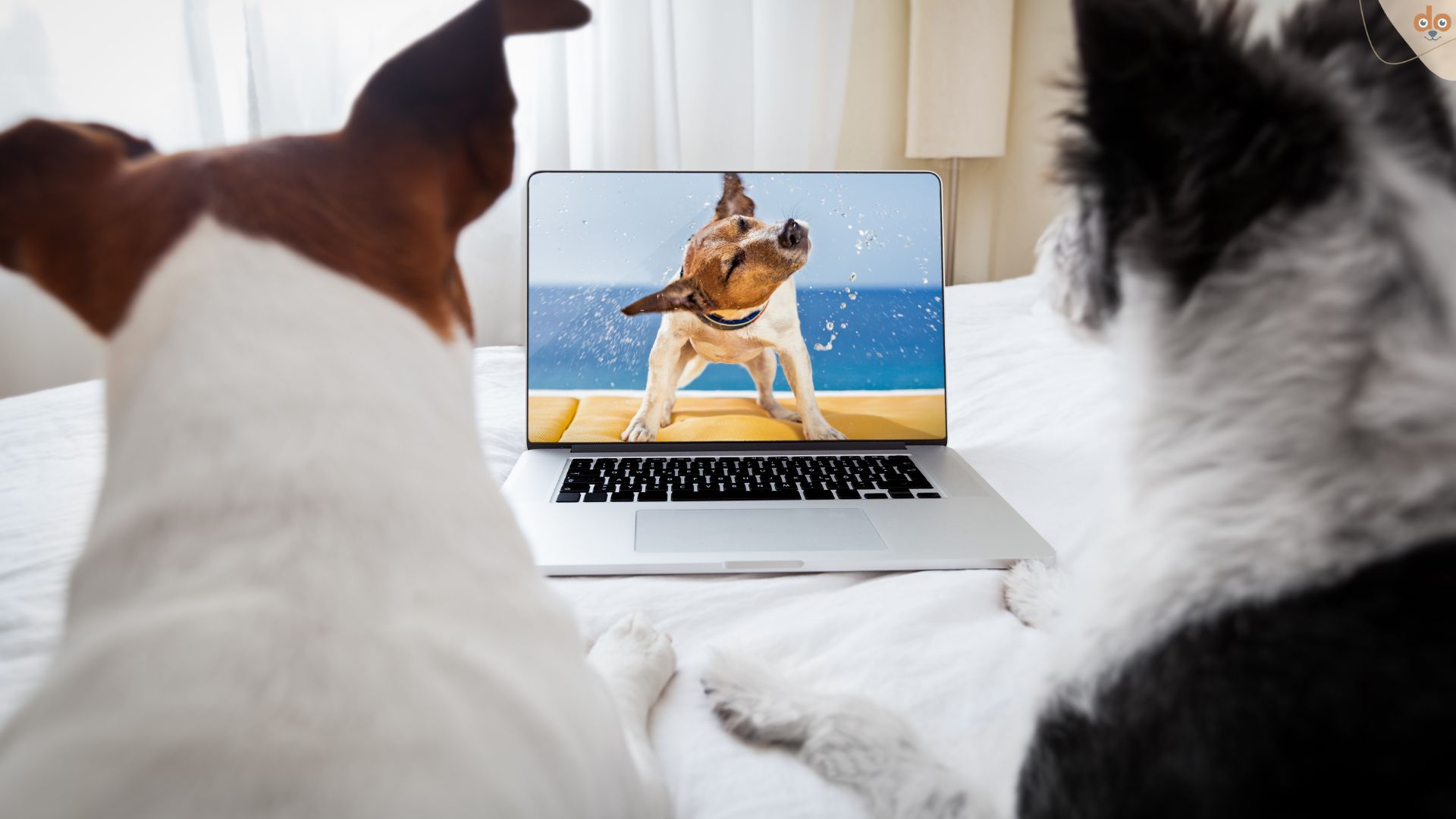 Hunde schauen Film auf Laptop