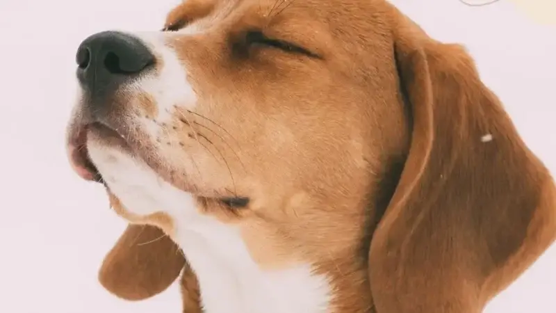 Warum neigen Hunde den Kopf?