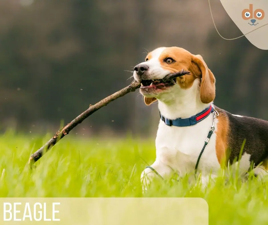 beagle rasse stock tragen