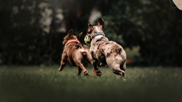 Frenchies laufen auf Wiese weg