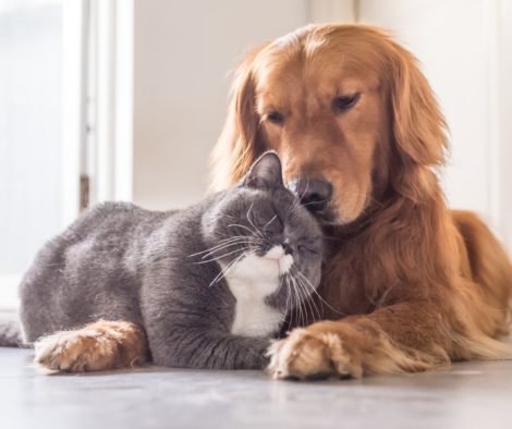 Hund und Katze kuscheln zusammen