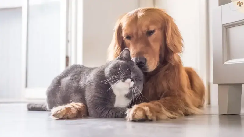 Studie macht Persönlichkeitstest mit Haltern von Hunden und Katzen