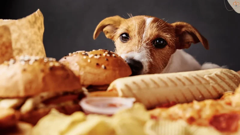 Ernährungsberater für Hunde: Beruf, Ausbildung und Aufgaben